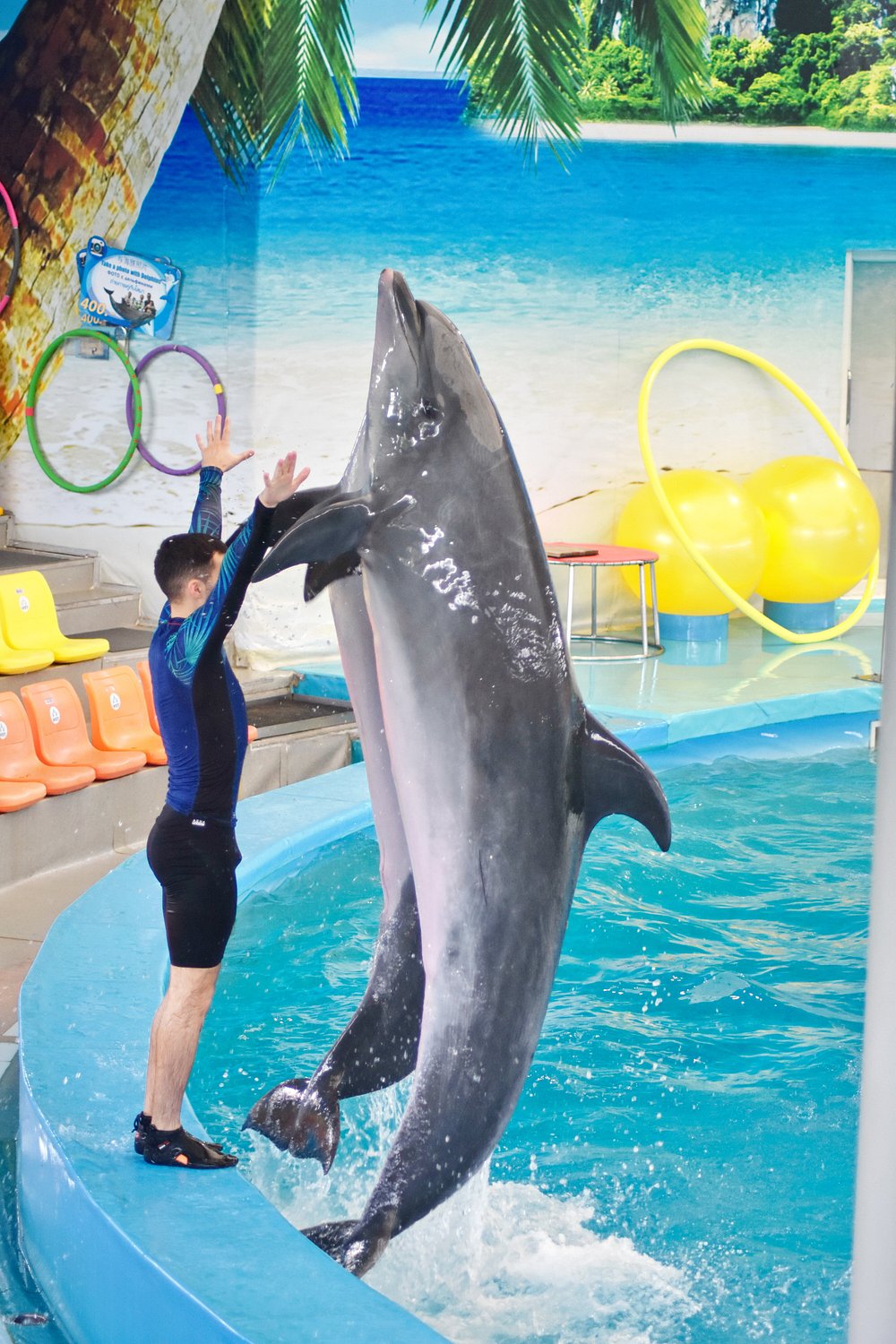 Dolphins performing jumps