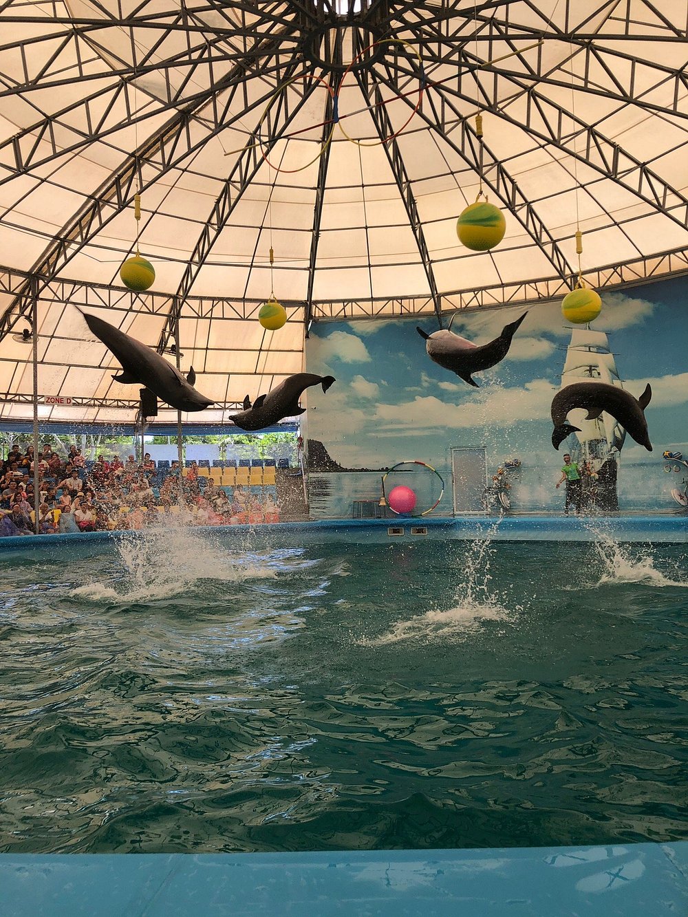 Family Dolphin Experience